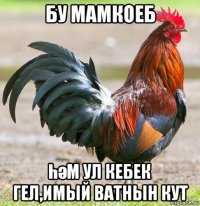 бу мамкоеб һәм ул кебек гел,имый ватнын кут