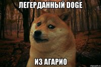 легерданный doge из агарио