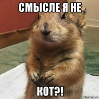 смысле я не кот?!