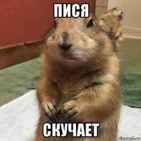 пися скучает