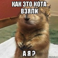 как это кота взяли а я ?