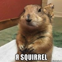  я squirrel