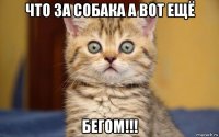 что за собака а вот ещё бегом!!!