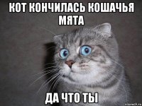 кот кончилась кошачья мята да что ты