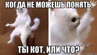 когда не можешь понять, ты кот, или что?