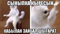 сыныпка кыресын кабылан зайбал шыгарат