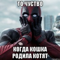 то чуство когда кошка родила котят