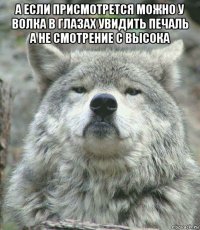 а если присмотрется можно у волка в глазах увидить печаль а не смотрение с высока 