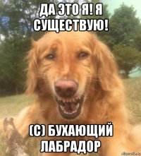 да это я! я существую! (с) бухающий лабрадор