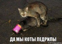 да мы коты педрилы