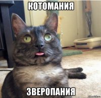 котомания зверопания