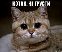 котик, не грусти 