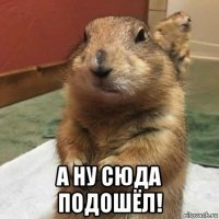  а ну сюда подошёл!