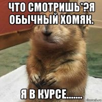 что смотришь*?я обычный хомяк. я в курсе.......