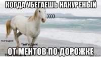 когда убегаешь накуреный от ментов по дорожке