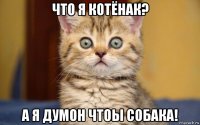 что я котёнак? а я думон чтоы собака!