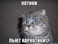 котики пьют наркотики!?