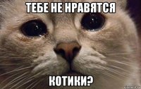 тебе не нравятся котики?