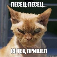 песец, песец... котец пришел