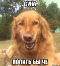 сука попить бы че