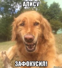 алису зафокусил!