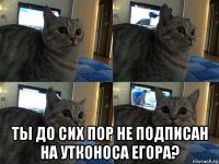  ты до сих пор не подписан на утконоса егора?