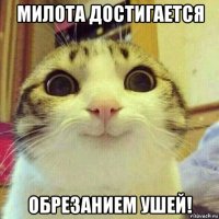 милота достигается обрезанием ушей!