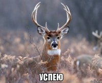  успею