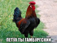  петух ты гамбургский