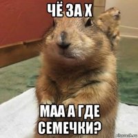 чё за х маа а где семечки?