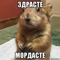 здрасте мордасте