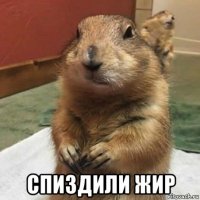  спиздили жир