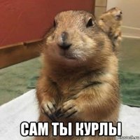  сам ты курлы