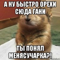 а ну быстро орехи сюда гани ты понял менясучарка?!