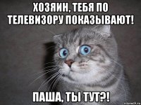 хозяин, тебя по телевизору показывают! паша, ты тут?!