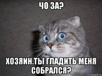 чо за? хозяин.ты гладить меня собрался?