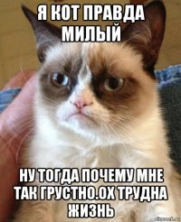 я кот правда милый ну тогда почему мне так грустно.ох трудна жизнь