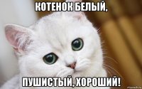 котенок белый, пушистый, хороший!