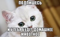 подпишесь и у тебя будет домашнее животное