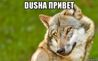 dusha привет 