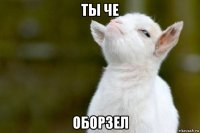 ты че оборзел