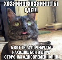 хозяин!!! хозяин!!!ты где!!! а вот ты, а почему ты находишься в двух сторонах одновременно!!!!!!