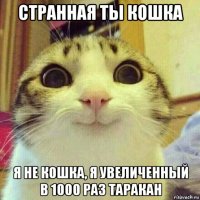 странная ты кошка я не кошка, я увеличенный в 1000 раз таракан