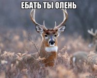 ебать ты олень 