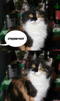 стерва=кот