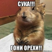 сука!!! гони орехи!!