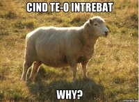 cind te-o intrebat why?