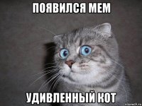 появился мем удивленный кот