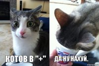 Котов в "+" Да ну нахуй.