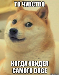 то чувство когда увидел самого doge